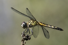 Bernie-Solomon_Dragonfly_May-2022_Closeup-Macro-DIGITAL-Color-Advanced_1st-Place