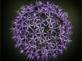 Bernie-Solomon_Purple-Sensation_Oct-2021_Open-Color-Advanced_2nd-Place