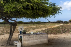 Joe-Ferraro_Aloe-Stand_-April-2022_Open-DIGITAL-Color-Advanced_Award