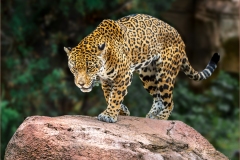 Joe-Ferraro_I-see-dinner_Mar-2022_Open-DIGITAL-Color-Advanced_Award