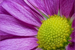 Joe-Ferraro_Sunburst_May-2022_Closeup-Macro-DIGITAL-Color-Advanced_3rd-Place