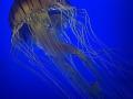 Martin-Sicular_Jellyfish_Oct-2021_Open-Color-Advanced_Award
