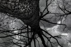 Martin-Sicular_Reaching-for-the-Sky_Mar-2022_Open-DIGITAL-Mono-Advanced_1st-Place