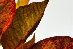 Patricia-Hart-Zackman_Christmas-Past_Jan-2022_Open-DIGITAL-Color-Advanced_Award