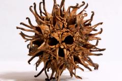 Siva-Gunturu_Scary-Face_May-2022_Closeup-Macro-DIGITAL-Color-Advanced_Award