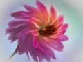 Terry-Pilitzer_A-Dahlia-with-a-Twist_Dec-2021_Open-Competition-DIGITAL-Color-Advanced_Medal