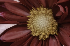 Terry-Pilitzer_Red-Dahlia_May-2022_Closeup-Macro-DIGITAL-Color-Advanced_2nd-Place