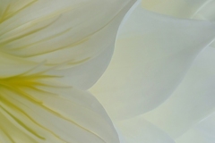 Terry-Pilitzer_Softness-of-Dahlias_May-2022_Closeup-Macro-DIGITAL-Color-Advanced_Medal