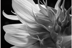 Terry-Pilitzer_Sunflower_May-2022_Closeup-Macro-DIGITAL-Mono-Advanced_Award