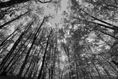 1_Anoop-Srivastava_Sun-through-the-Woods_Oct-2021_Open-Mono-Beginner_Honorable-Mention