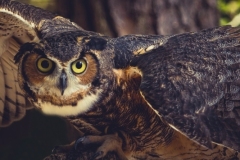 Carla-Roth_Owl_Oct-2021_Open-Color-Beginner_Honorable-Mention