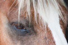 Mannie-Green_HORSE_Oct-2021_Open-Color-Beginner_Honorable-Mention