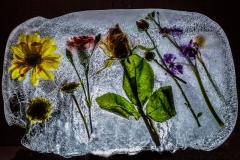 Carla-Roth_Ice-Flowers_Feb-2022_Special-Contest-Ice-DIGITAL-Color-Beginner_Award