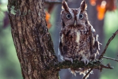 Carla-Roth_Owl-in-a-Tree_Oct-2021_Open-Color-Beginner_Award