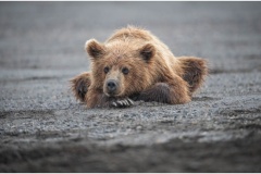 Colette-Cannataro_A-Contemplating-Cub_Sept-2021_Open-DIGITAL-Color-Beginner_Medal