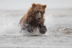 Colette-Cannataro_Alaskan-Fishing-Bear_Sept-2021_Open-DIGITAL-Color-Beginner_1st-Place