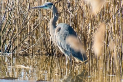 Daniel-Levine_BLUE-HERON_Jan-2022_Open-DIGITAL-Color-Beginner_Average