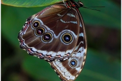 Eadie-Fuentes_Morpho-Blue-Butterfly_May-2022_Closeup-Macro-DIGITAL-Color-Beginner_Award