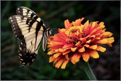 Eadie-Fuentes_Swallowtail-with-Flower_May-2022_Closeup-Macro-DIGITAL-Color-Beginner_Award