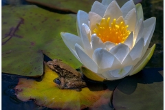 Eadie-Fuentes_Tiny-Frog-on-Lily-pad_May-2022_Closeup-Macro-DIGITAL-Color-Beginner_Award