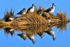 Greg-Nagy_Reflections_Jan-2022_Open-DIGITAL-Color-Beginner_Medal