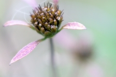 Irina-Shoyhet_Cobweb_Oct-2021_Open-Color-Beginner_3rd-Place