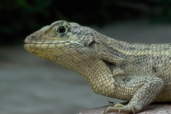 Irina-Shoyhet_We-Are-a-Team_May-2022_Closeup-Macro-DIGITAL-Color-Beginner_3rd-Place