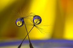 Lilia-Maloratskiy_Balet-Water-Drops-on-Dandelion-Clocks_May-2022_Closeup-Macro-DIGITAL-Color-Beginner_Award