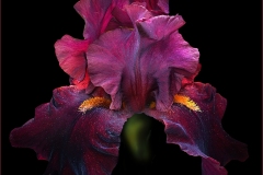 Lilia-Maloratskiy_Burgundy-Iris-Glowing-in-The-Dark_Mar-2022_Open-DIGITAL-Color-Beginner_1st-Place