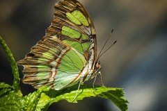 Lilia-Maloratskiy_Conquer-The-World-Malachite-Butterfly_May-2022_Closeup-Macro-DIGITAL-Color-Beginner_2nd-Place