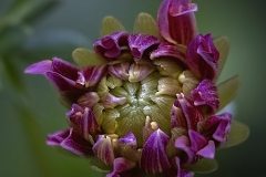 Lilia-Maloratskiy_Innocence-Baby-Dahlia_May-2022_Closeup-Macro-DIGITAL-Color-Beginner_Award