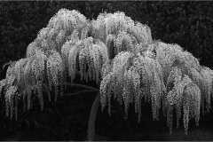 Lilia-Maloratskiy_The-Tree_-April-2022_Open-DIGITAL-Mono-Beginner_1st-Place Lilia-Maloratskiy_The-Tree_-April-2022_Open-DIGITAL-Mono-Beginner_1st-Place