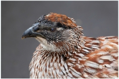 Mannie-Green_Francolin_Mar-2022_Open-DIGITAL-Color-Beginner_Award