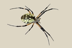 Mannie-Green_Looking-for-Miss-Muffet_May-2022_Closeup-Macro-DIGITAL-Color-Beginner_Award