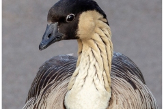 Mannie-Green_Nene_Mar-2022_Open-DIGITAL-Color-Beginner_Medal