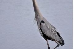 Rich-Eichel_Great-Blue_Mar-2022_Open-DIGITAL-Color-Beginner_Medal