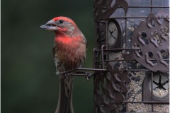 Rich-Eichel_Snack-Time_-April-2022_Open-DIGITAL-Color-Beginner_Award