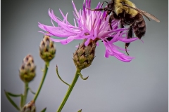 Thomas-Camal_A-monment-in-the-life-of-a-bee_Oct-2021_Open-Color-Beginner_2nd-Place