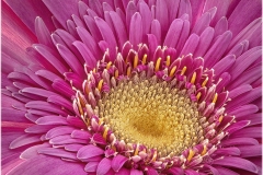 Alan-Bogard_At-the-Center_May-2022_Closeup-Macro-DIGITAL-Color-Master_Medal