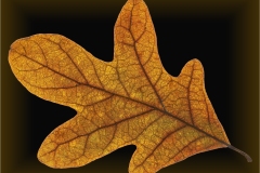 Alan-Bogard_Falls-Beauty_Jan-2022_Open-DIGITAL-Color-Master_Award