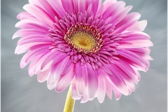 Alan-Bogard_Pretty-in-Pink_May-2022_Closeup-Macro-DIGITAL-Color-Master_3rd-Place