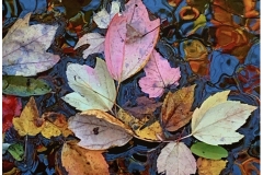 Bob-Dowd_Autumn-Pot-Pouri_Jan-2022_Open-DIGITAL-Color-Master_Award