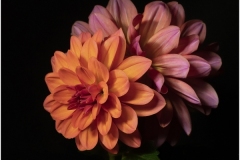 Bob-Dowd_Double-Dahlia_Sept-2021_Open-DIGITAL-Color-Master_Award