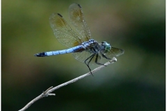 Bob-Dowd_Dragons-Amongst-Us_Dec-2021_Open-Competition-DIGITAL-Color-Master_Honorable-Mention