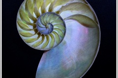 Bob-Dowd_Nautilus-Shell-1_May-2022_Closeup-Macro-DIGITAL-Color-Master_1st-Place