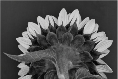 Bob-Dowd_The-Dark-Side_Oct-2021_Open-Mono-Master_1st-Place