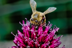 David-Carboy_Bee-At-Work_May-2022_Closeup-Macro-DIGITAL-Color-Master_Award
