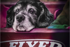 David-Carboy_Dog-Tired_Jan-2022_Open-DIGITAL-Color-Master_3rd-Place