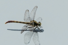 David-Carboy_Dragon-Fly_May-2022_Closeup-Macro-DIGITAL-Color-Master_Medal