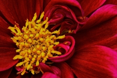 David-Carboy_Flower-Macro_May-2022_Closeup-Macro-DIGITAL-Color-Master_Award